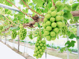 シャインマスカット 2キロ箱 3～4房（9月～10月発送）
