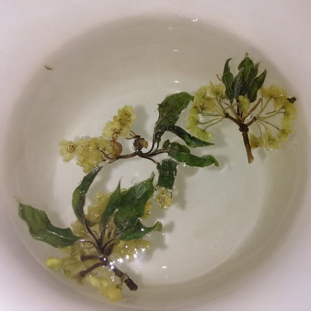 雲南の春香る「クロモジ花茶」